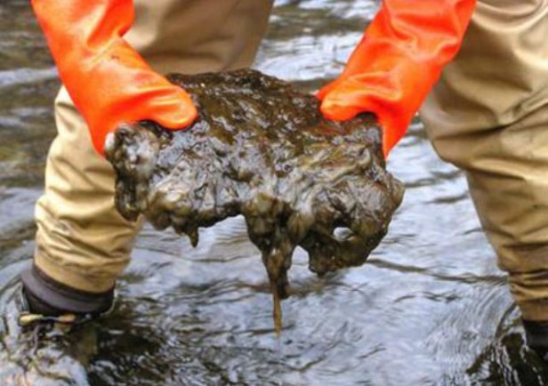 “Invasiones Biológicas: el caso del alga Didymo (Didymosphenia geminata) en aguas patagónicas”