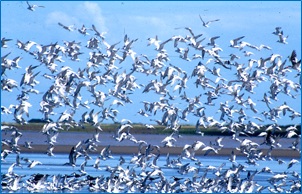 9 de mayo – Día Mundial de las Aves Migratorias