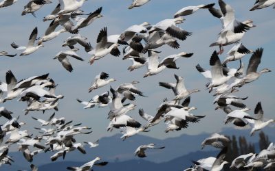 14 de mayo Día Mundial de las Aves Migratorias