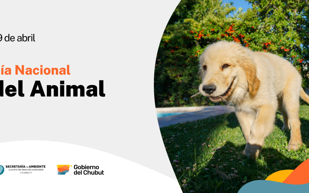 En el Dia del Animal te recordamos que es importante que seas responsable con tus mascotas