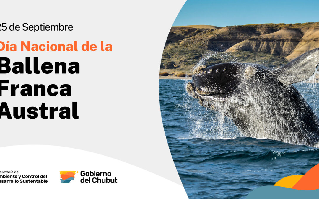 Día Nacional de la Ballena Franca Austral