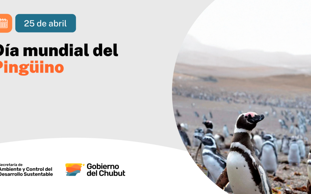 25 de abril | Día del Pingüino