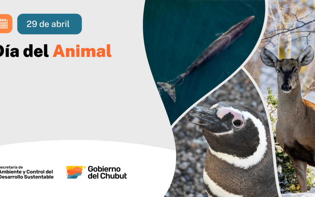 29 de abril | Día del Animal